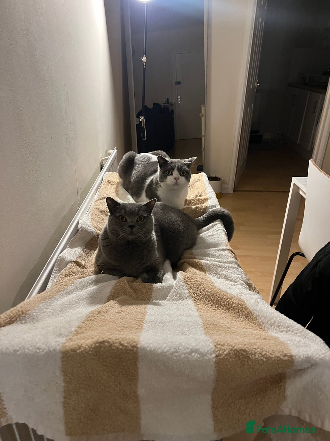 British Shorthair cats for sale: Re homing my two cats  - Image 5