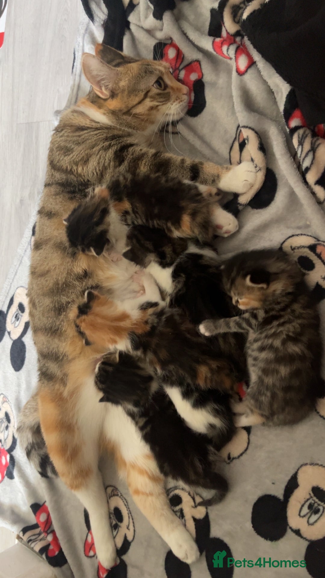 Bengal cats for sale: Kittens for sale  - Image 3