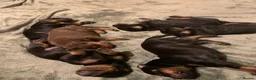 Dobermann dogs for sale: KC Registered Doberman puppies  - Advert 2