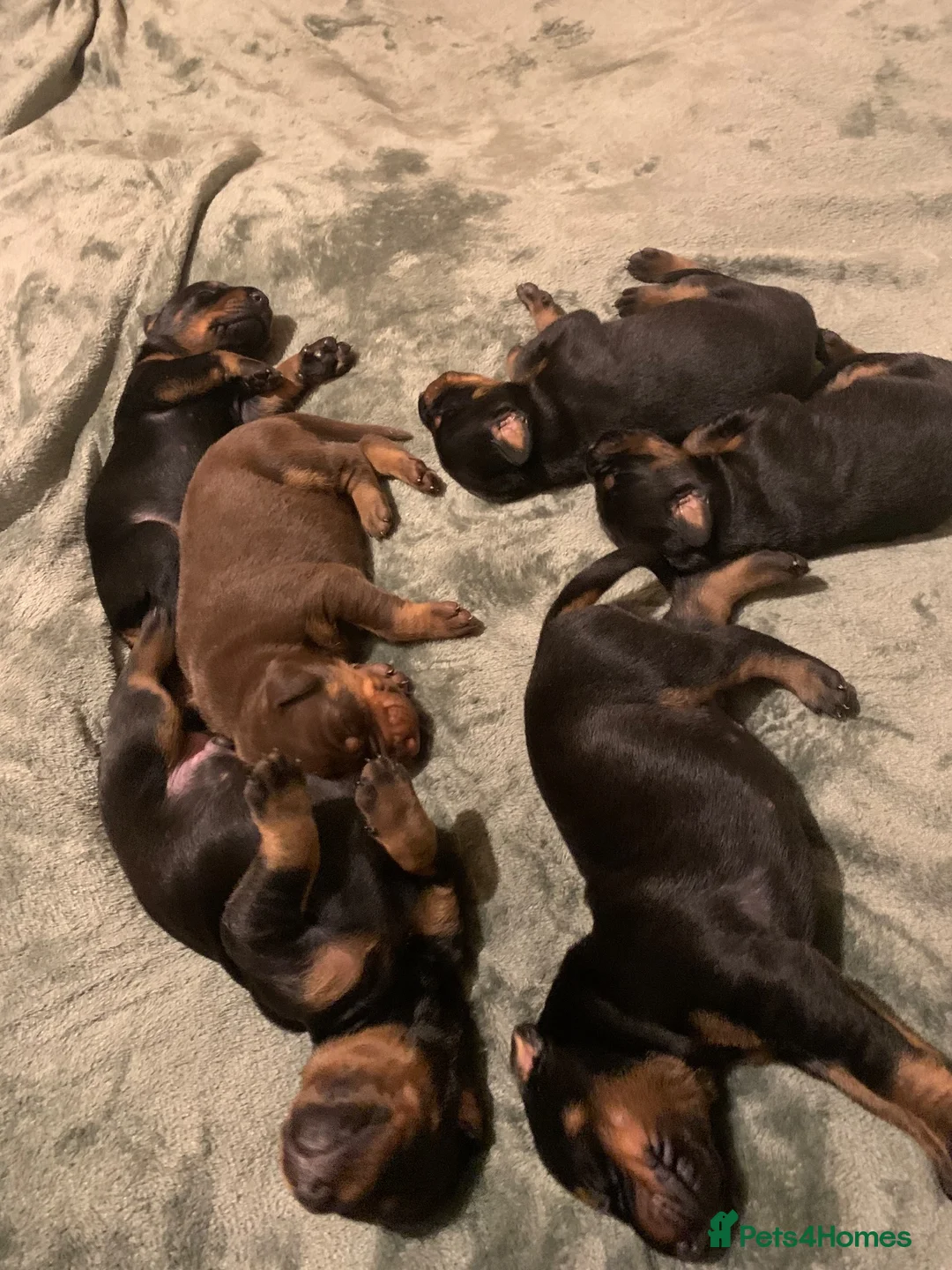 Dobermann dogs for sale: KC Registered Doberman puppies  - Advert 2