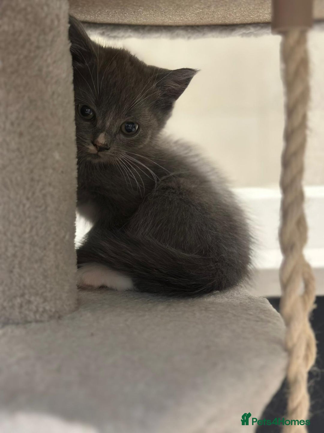 Ragdoll cats for sale: 4 kittens looking for new family  - Image 8