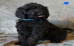 Labradoodle dogs for sale:  Standard Labradoodle puppies  - Image 8