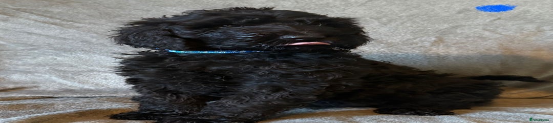 Labradoodle Puppy 3