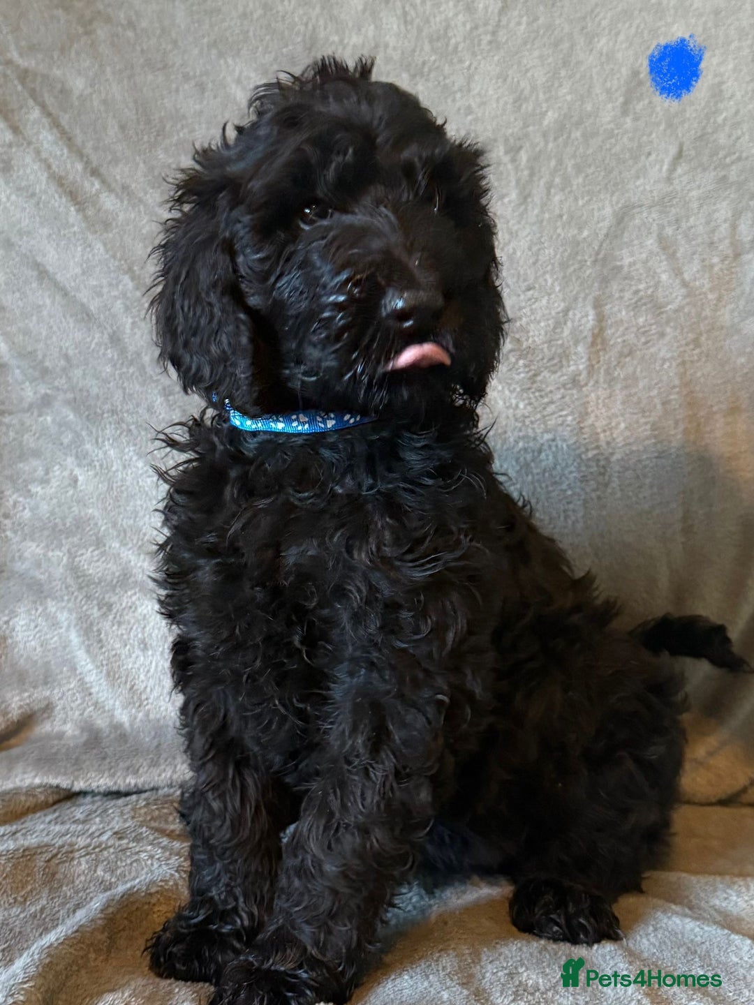 Labradoodle dogs for sale:  Standard Labradoodle puppies  - Image 8