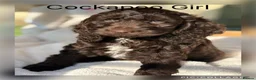 Cockapoo dogs for sale: F1 Show Cockapoo’s - Advert 1