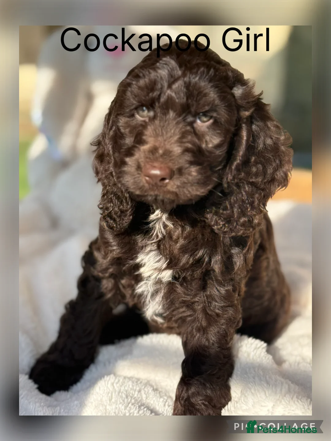 Cockapoo dogs for sale: F1 Show Cockapoo’s - Advert 1