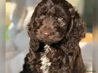 Cockapoo dogs F1 Show Cockapoo’s - Advert 1