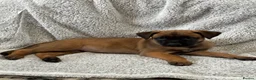 Mixed Breed dogs for sale: Dutch Herder X F1 Bull Herder puppies - Advert 14