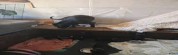 Cane Corso dogs for sale: Cane corso  puppies  4 weeks  old - Advert 2