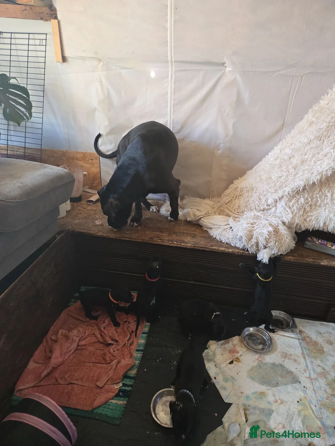 Cane Corso dogs for sale: Cane corso  puppies  4 weeks  old - Advert 2