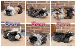 Guinea Pig rodents for sale: Longhaired Guinea Pigs- 2 sows, 1 boar - Image 1