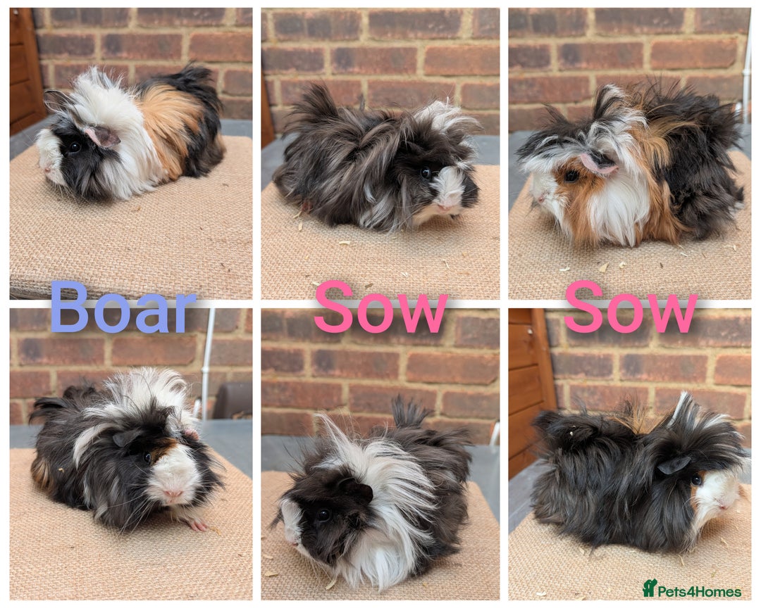 Guinea Pig rodents for sale: Longhaired Guinea Pigs- 2 sows, 1 boar - Image 1