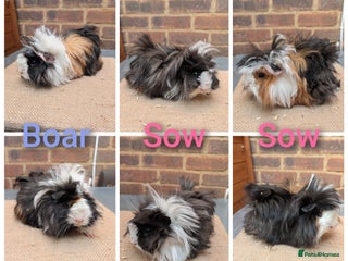 Guinea Pig rodents - Advert 1