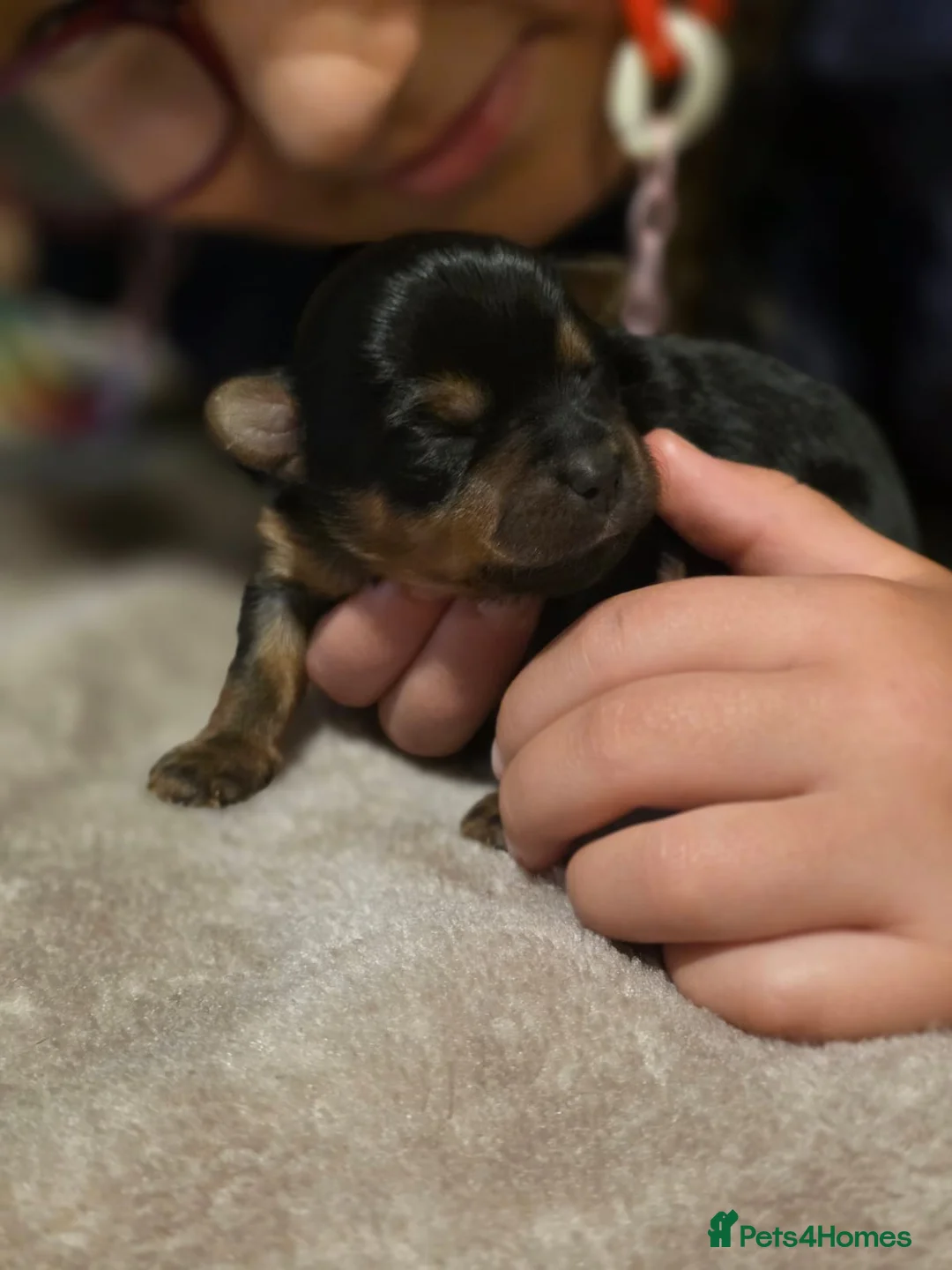 Yorkshire Terrier dogs for sale: Yorkshire Terrier mini  - Advert 10