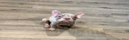 French Bulldog dogs for sale: *Only 2 luxury French Bulldogs left*  - Advert 1