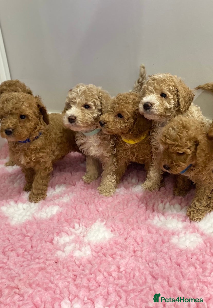 Labradoodle dogs Multi- Generation Toy/Mini parti Labradoodles   - Advert 3
