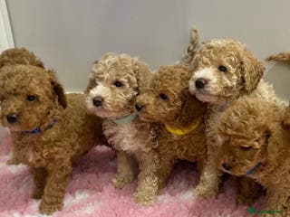 Labradoodle dogs Multi- Generation Toy/Mini parti Labradoodles - Advert 1