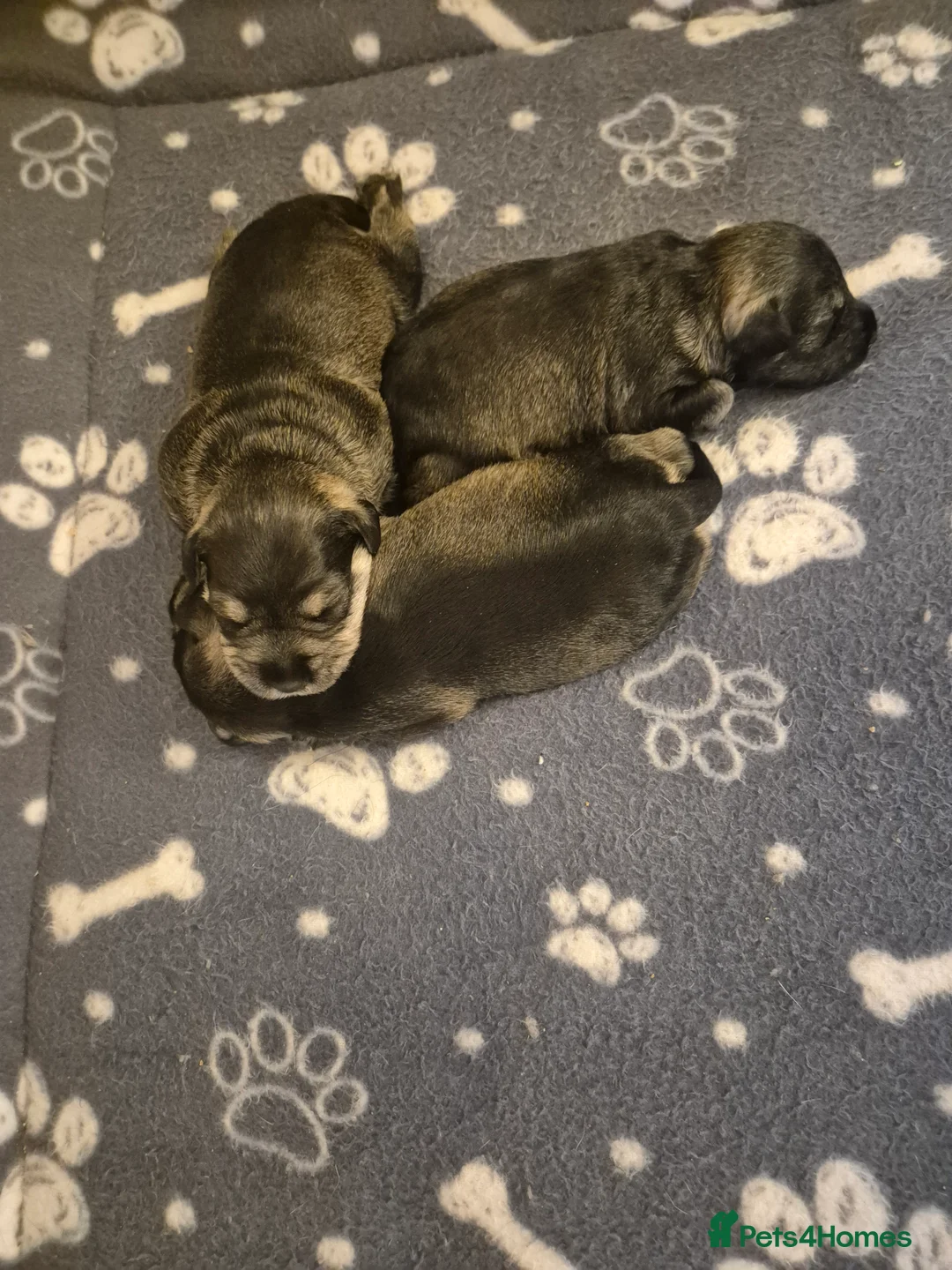 Miniature Schnauzer dogs for sale: KC Registered Miniature Schnauzer Puppies - Advert 11