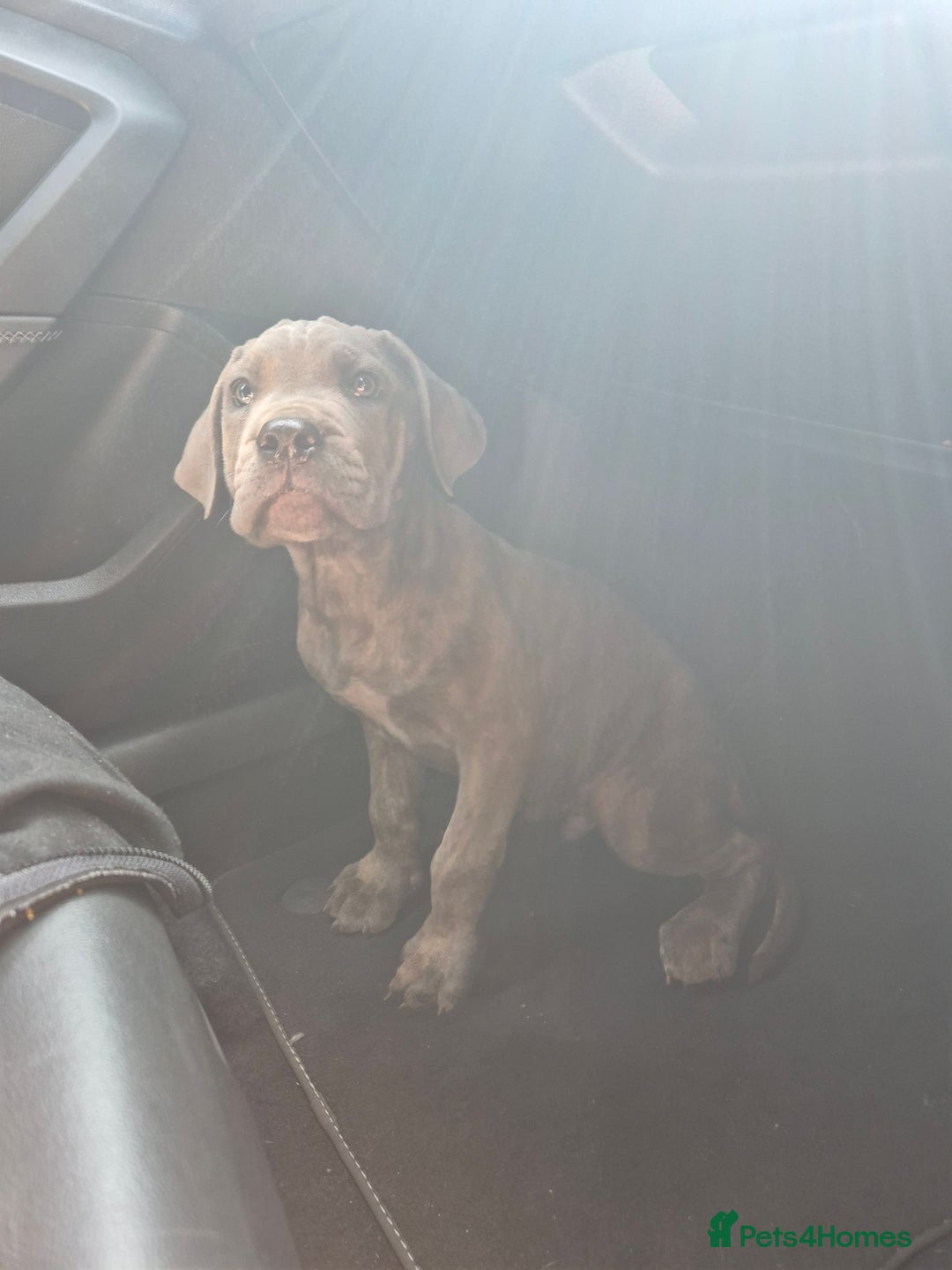 Cane Corso dogs for sale: Cane Corso puppy - Image 4