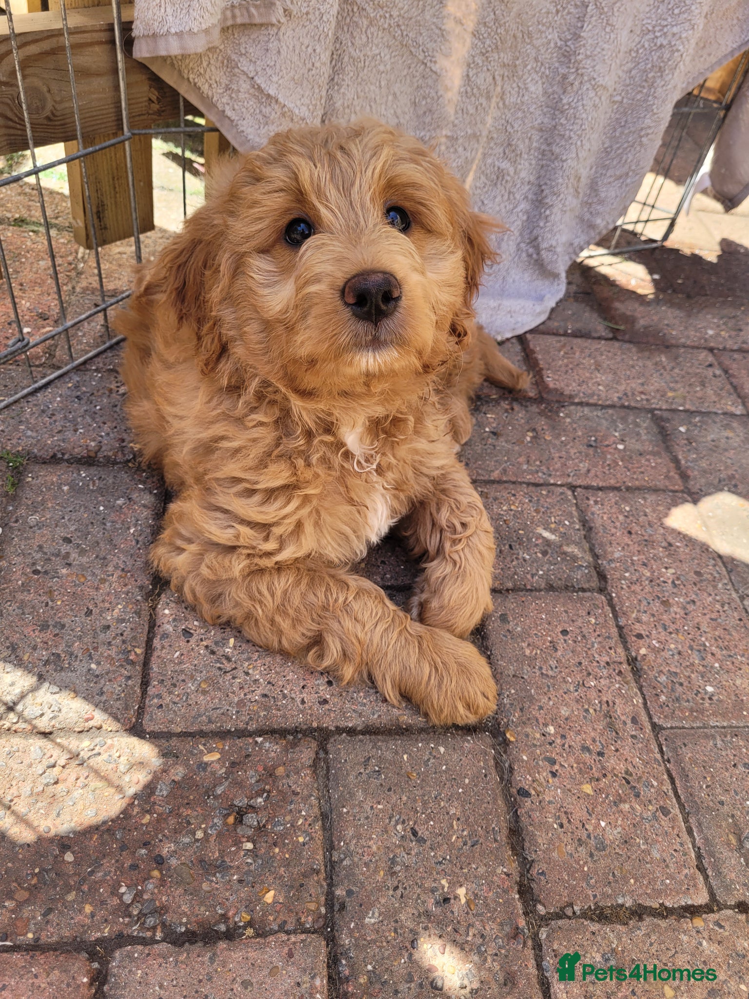 Mini Goldendoodle dogs Pretty Goldendoodle female f1  - Advert 2