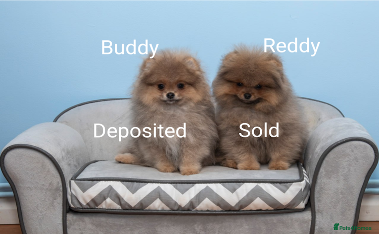 Pomeranian dogs - Advert 4