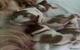 Welsh Springer Spaniel dogs for sale: 3 Girls Fully Health Tested Parents  - Image 10