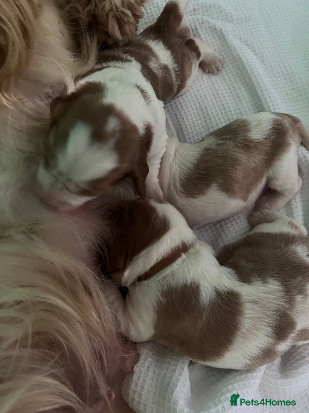 Welsh Springer Spaniel dogs for sale: 3 Girls Fully Health Tested Parents  - Image 10