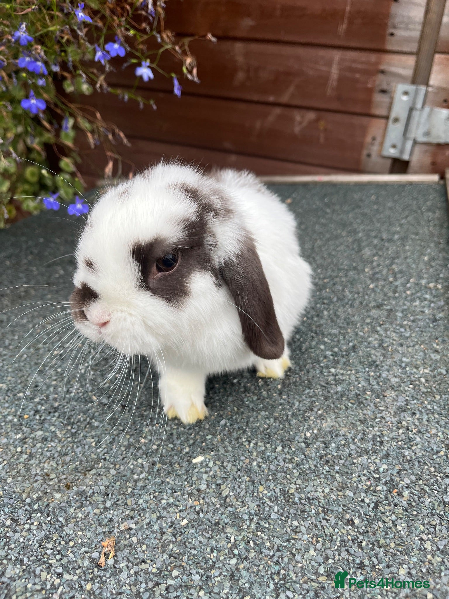 Mini Lop rabbits Stunning Mini lops ready to go now  - Advert 12