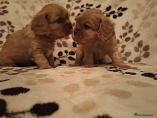 Cavalier King Charles Spaniel dogs - Advert 3