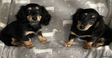 Miniature Dachshund dogs - Advert 11