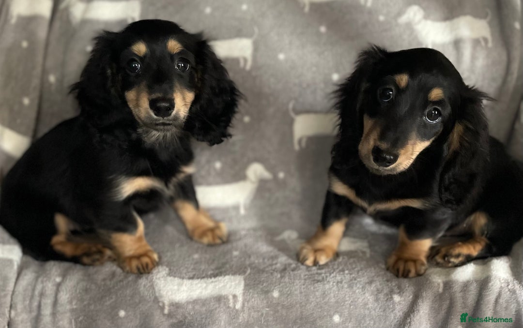 Miniature Dachshund dogs for sale: Miniature Longhaired Dachshunds - Image 3