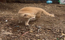 British Shorthair cats for sale: Beautiful BSH Cats Brother and Sister  - Image 13