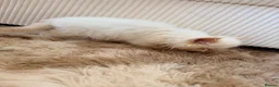 Persian cats for sale: Exotic long haired Persian kittens  in Bolton - Advert 8