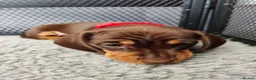Miniature Dachshund dogs for sale: Beautiful home-reared Miniature Dachshund Puppies - Advert 13