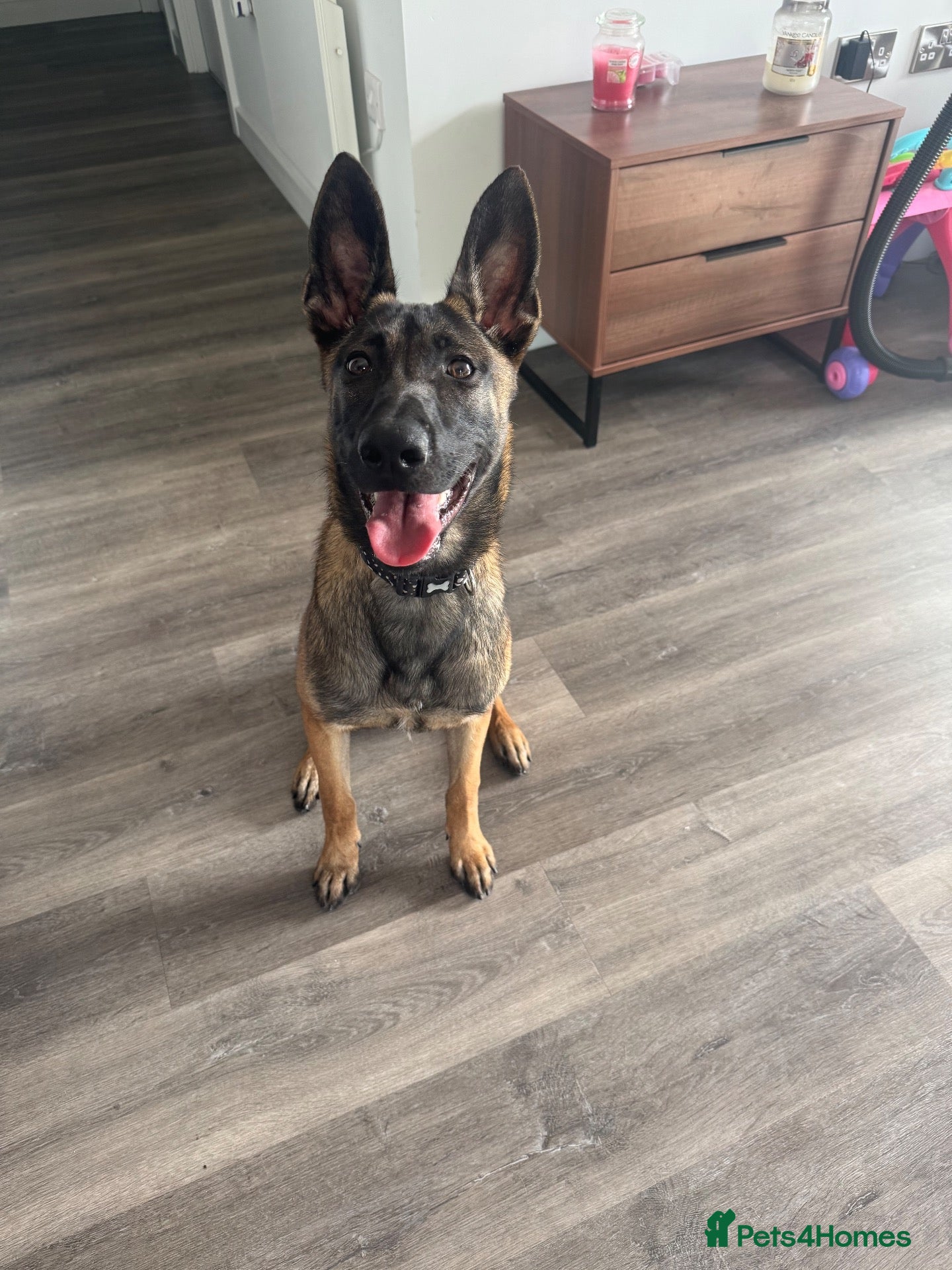 Belgian Shepherd Dog dogs 9 month old female belgium malinois  - Advert 13