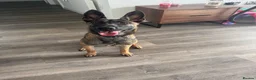 Belgian Shepherd Dog dogs for sale: 9 month old female belgium malinois  in Birkenhead - Advert 1
