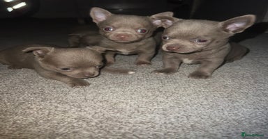 Chihuahua dogs - Advert 13