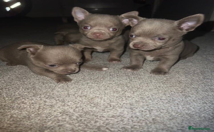 Chihuahua dogs - Advert 4