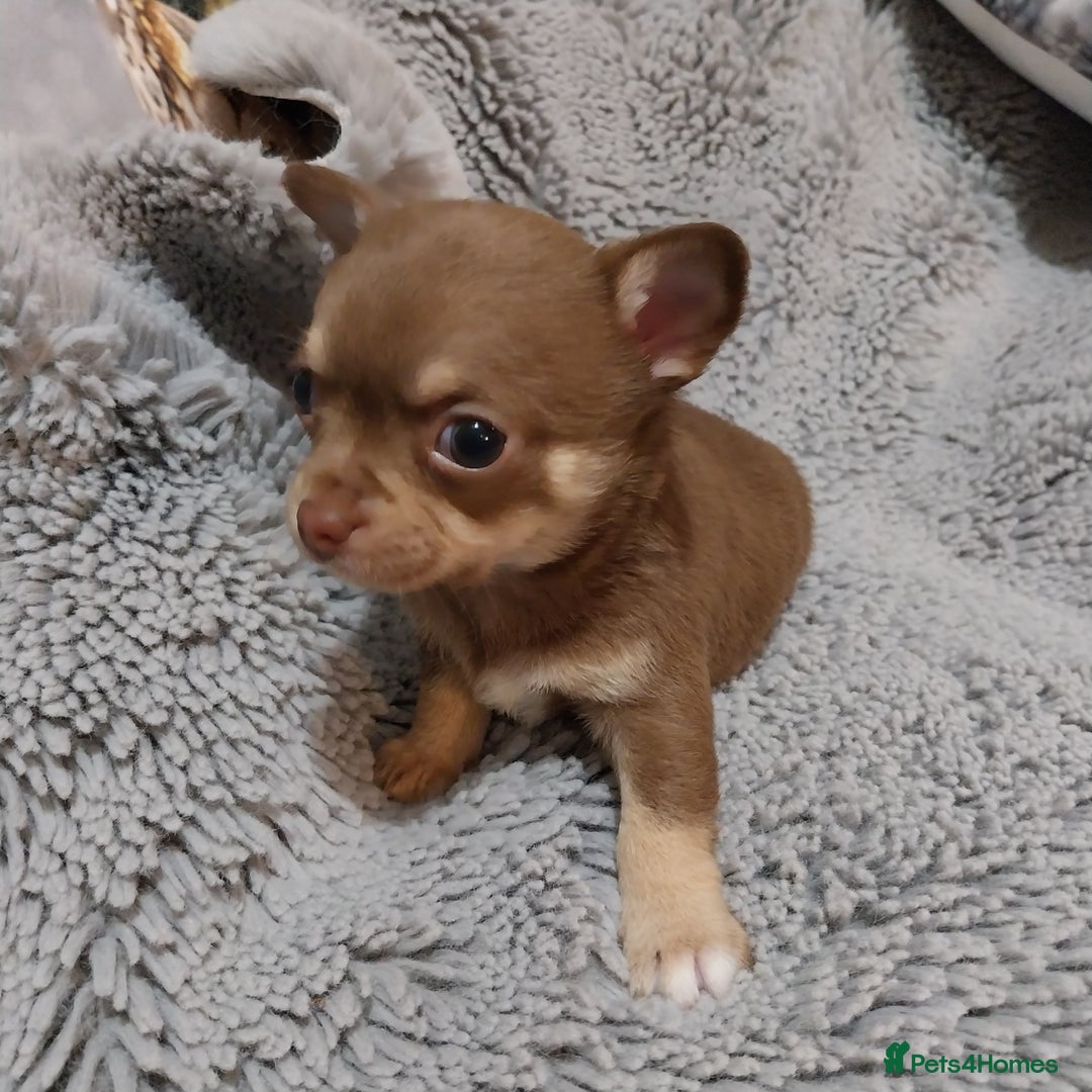 Chihuahua dogs for sale: Chihuahua puppies  - Advert 9