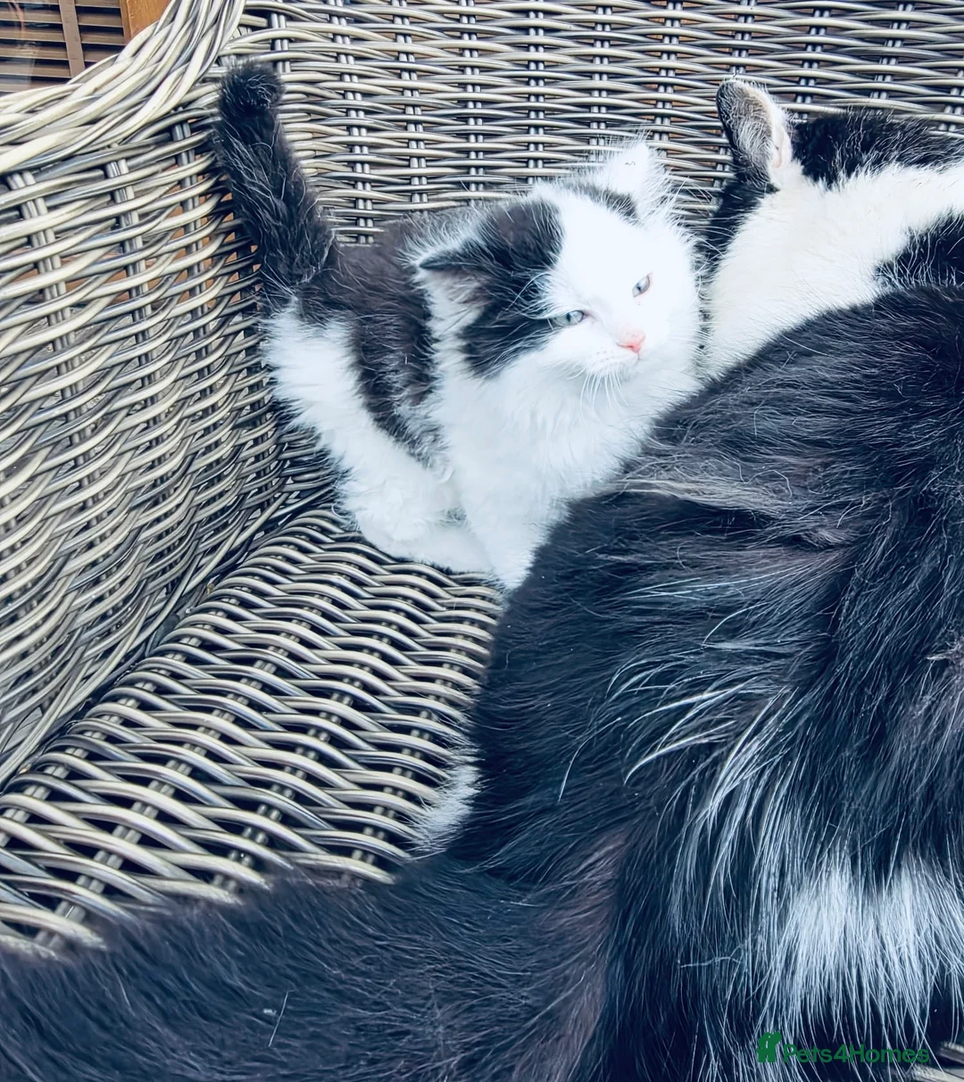 Persian cats for sale: Beautiful Persian Cross male  Kitten - Advert 2