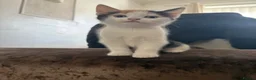 Mixed Breed cats for sale: Beautiful Calico Girls - Advert 8