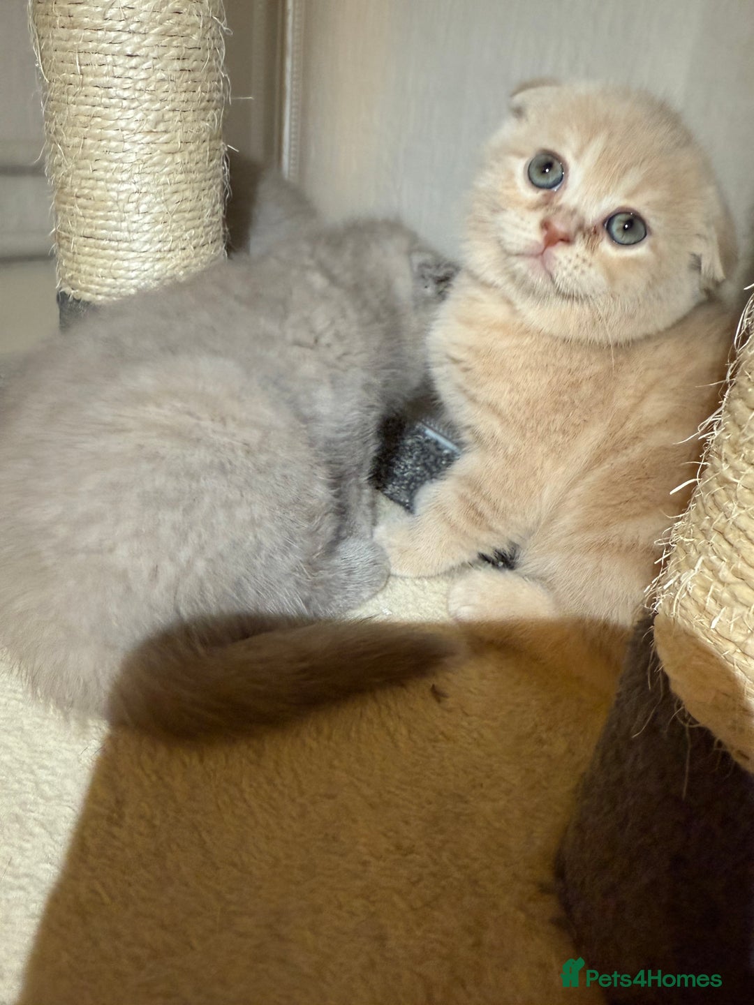 Scottish Fold cats for sale: 3 Adorable Scottish Fold Kittens🩷💙🩷 - Image 31