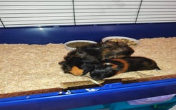 Guinea Pig rodents for sale: Two Female Guinea Pigs - Image 1