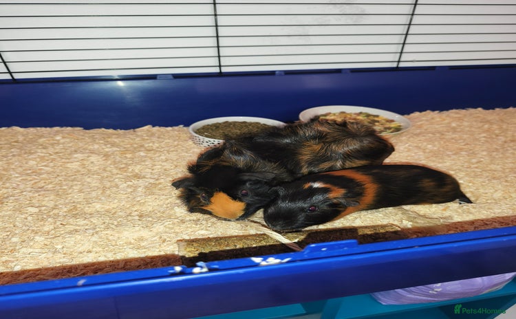 Guinea Pig rodents - Advert 3