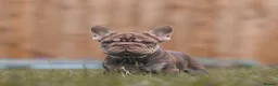 French Bulldog dogs for sale: QUALITY!! HEALTH CLEAR!! FRENCH BULLDOG PUPS!  in Durham - Advert 15