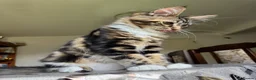 Maine Coon cats for sale: PURE MAINE COON KITTENS *2Left* - Advert 4