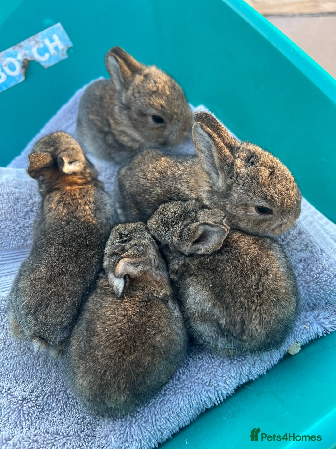 Mixed Breed rabbits for sale: Mini lop X bunnies - Image 9