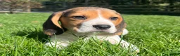 Beagle dogs for sale: Beautiful Pedigree Beagle Puppies, Ready Now  - Advert 1