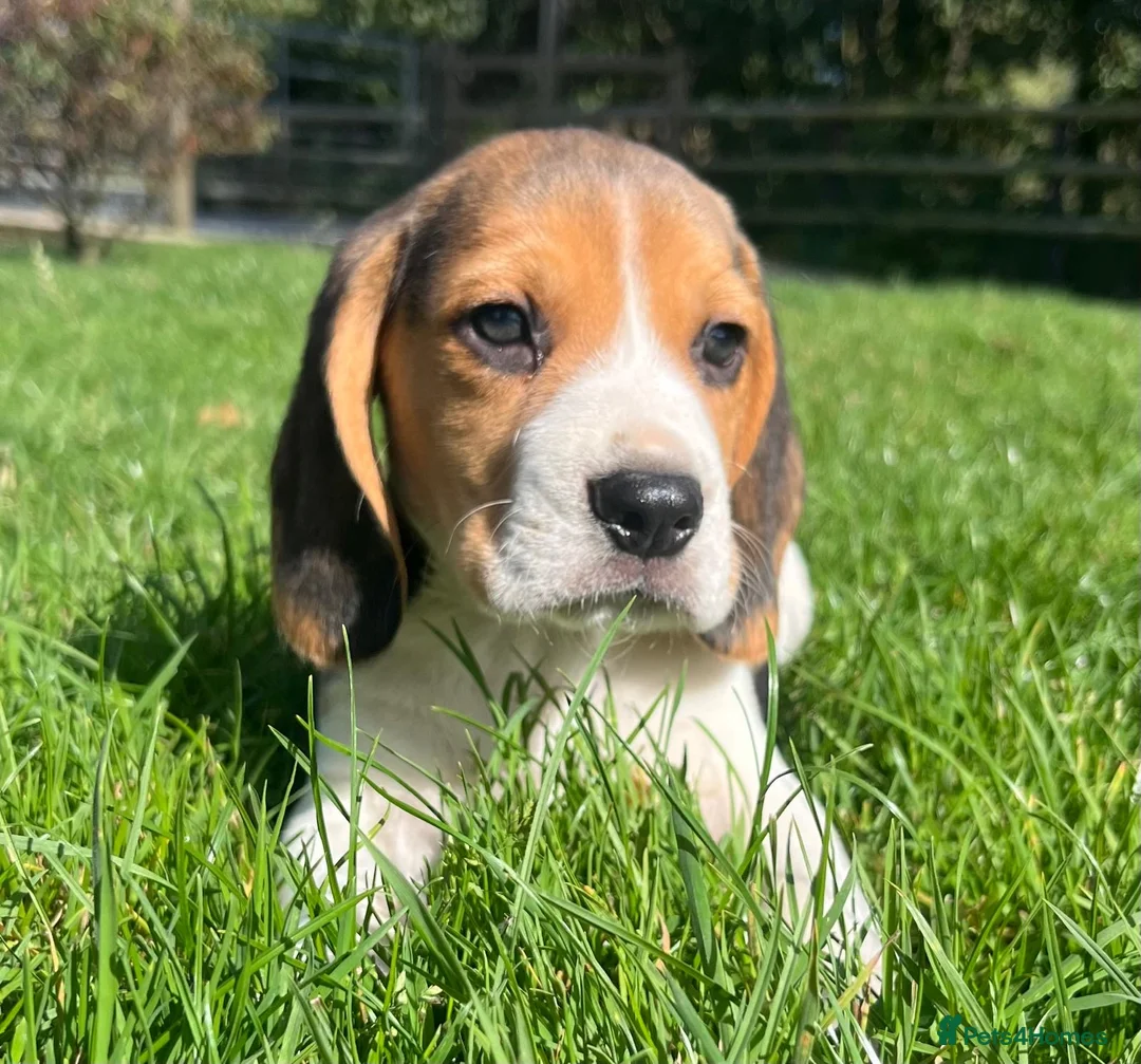 Beagle dogs for sale: Beautiful Pedigree Beagle Puppies, Ready Now  - Advert 1
