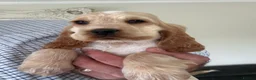 Cocker Spaniel dogs for sale: Quality DNA clear show cocker spaniels  - Advert 28